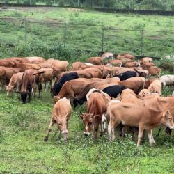 Ministry of Agriculture Announces Arrival of 200 Muturu Cattle to Boost Liberia's Livestock Sector