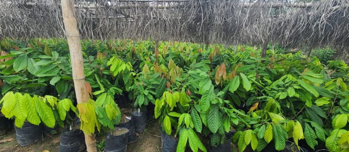 Liberia's First National Cocoa Seed Garden: A Story of Triumph and Transformation Liberia's First National Cocoa Seed Garden: A Story of Triumph and Transformation